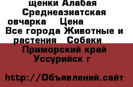 щенки Алабая (Среднеазиатская овчарка) › Цена ­ 15 000 - Все города Животные и растения » Собаки   . Приморский край,Уссурийск г.